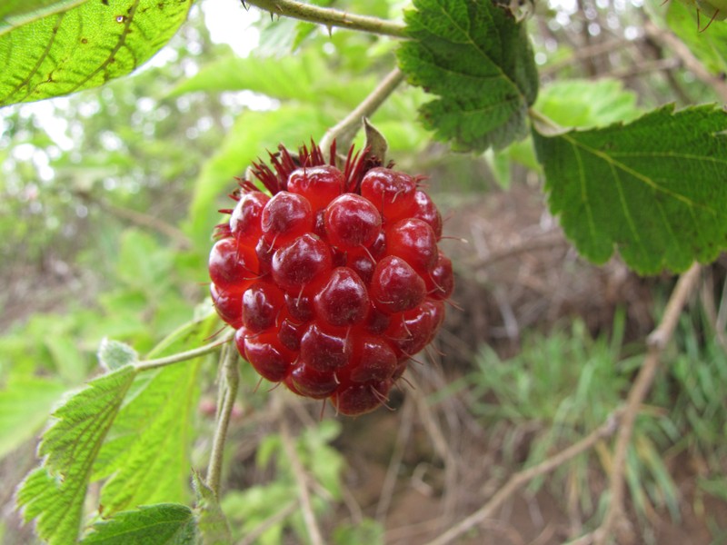 Hawai'I Blackberry photo 3