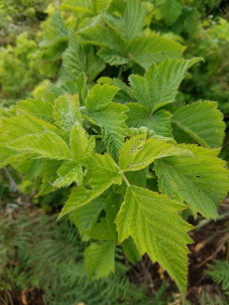 Hawai'I Blackberry photo 2