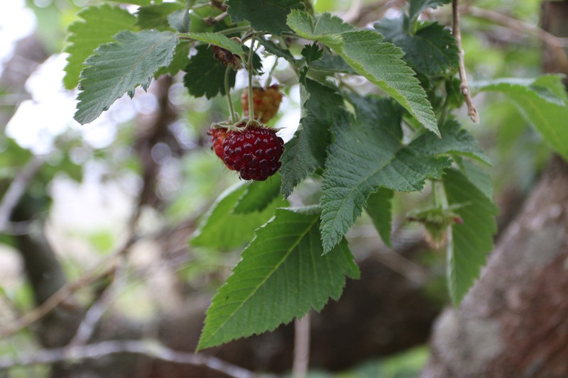 Hawai'I Blackberry photo 4
