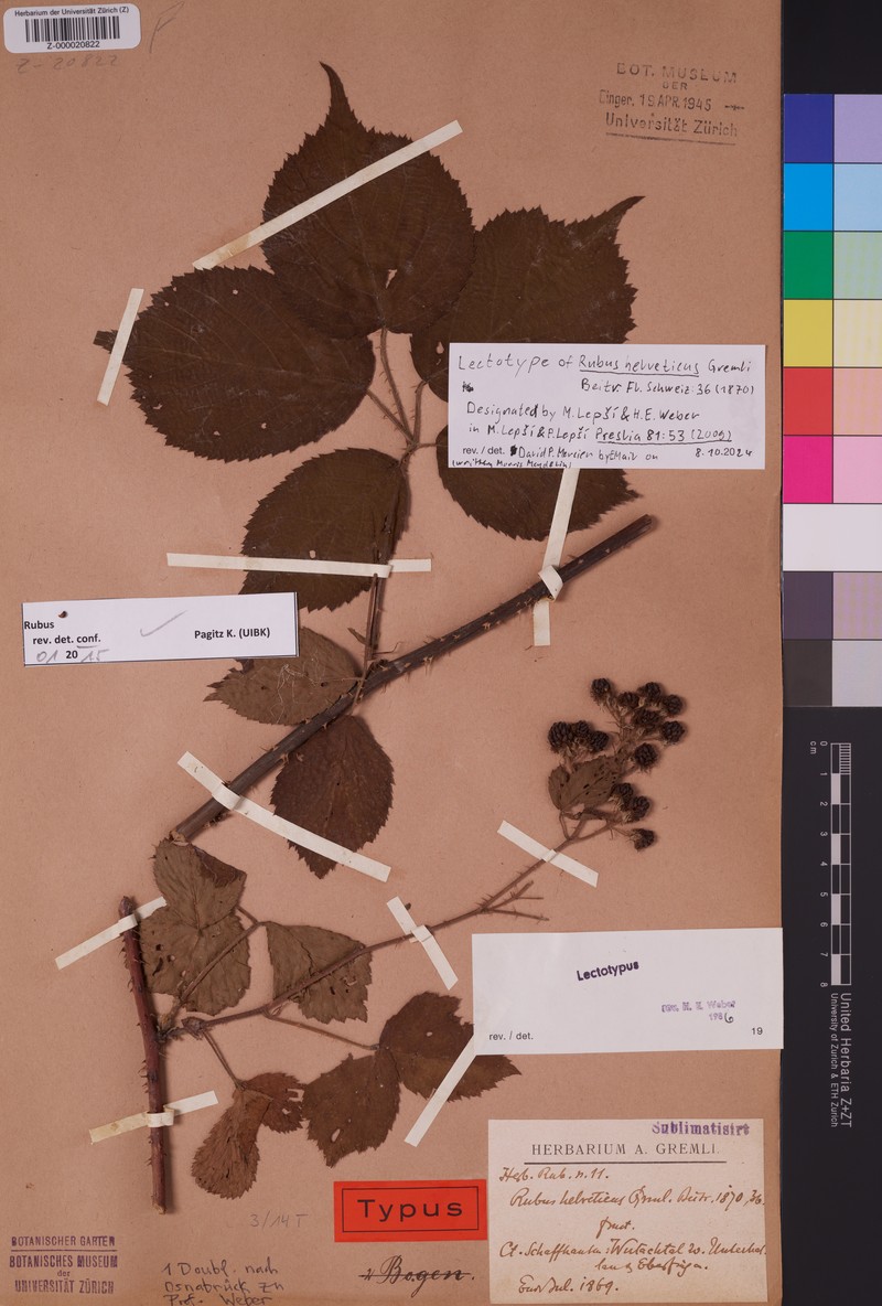 Rubus hebecarpos