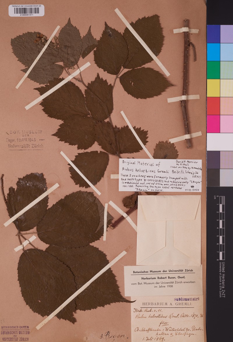 Rubus hebecarpos photo 2