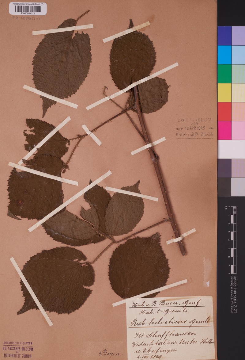 Rubus hebecarpos photo 3