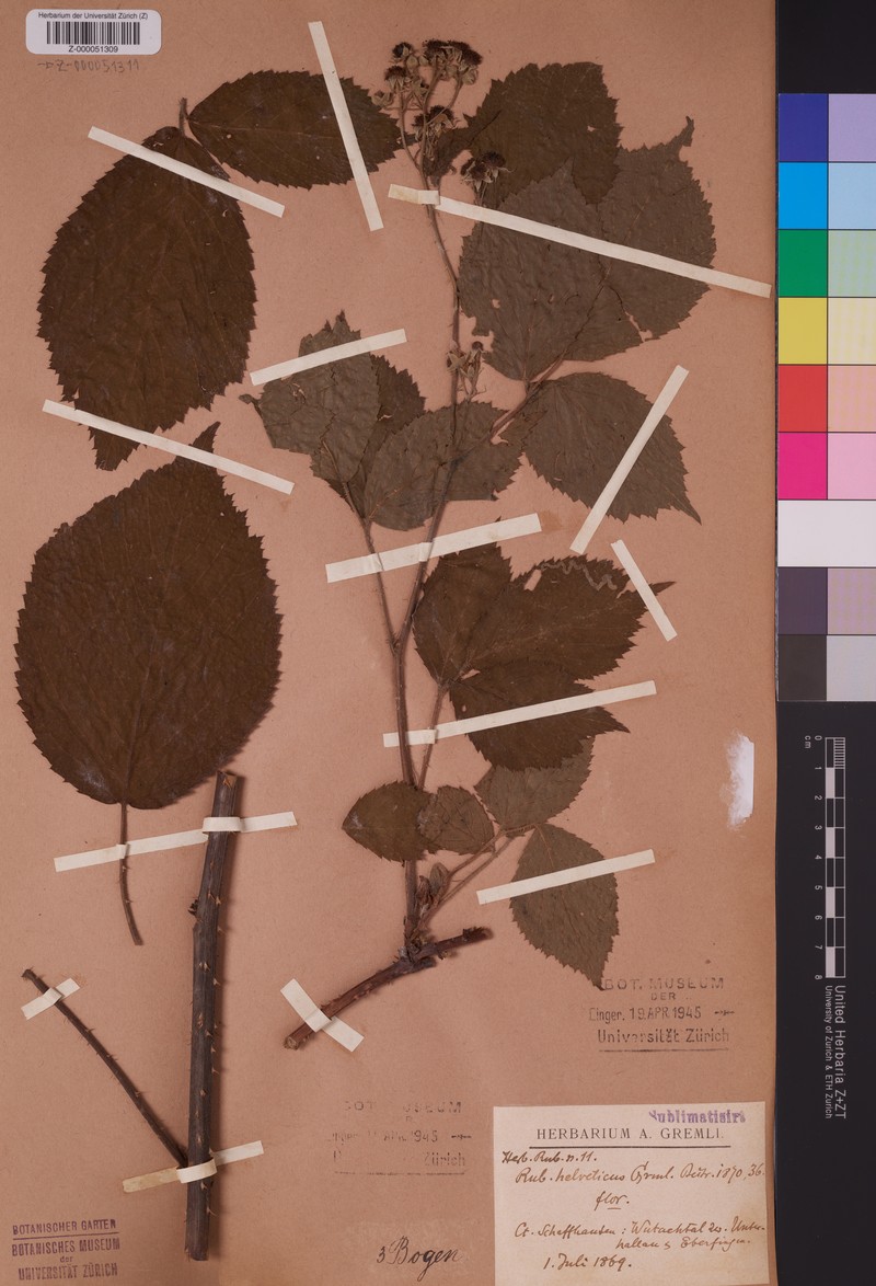 Rubus hebecarpos photo 4