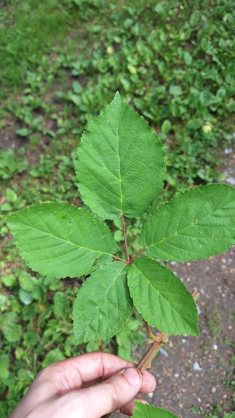 Rubus henrici-egonis