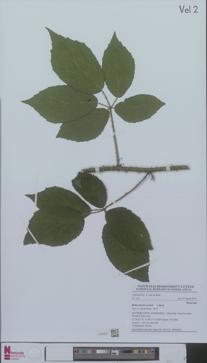 Rubus henrici-weberi