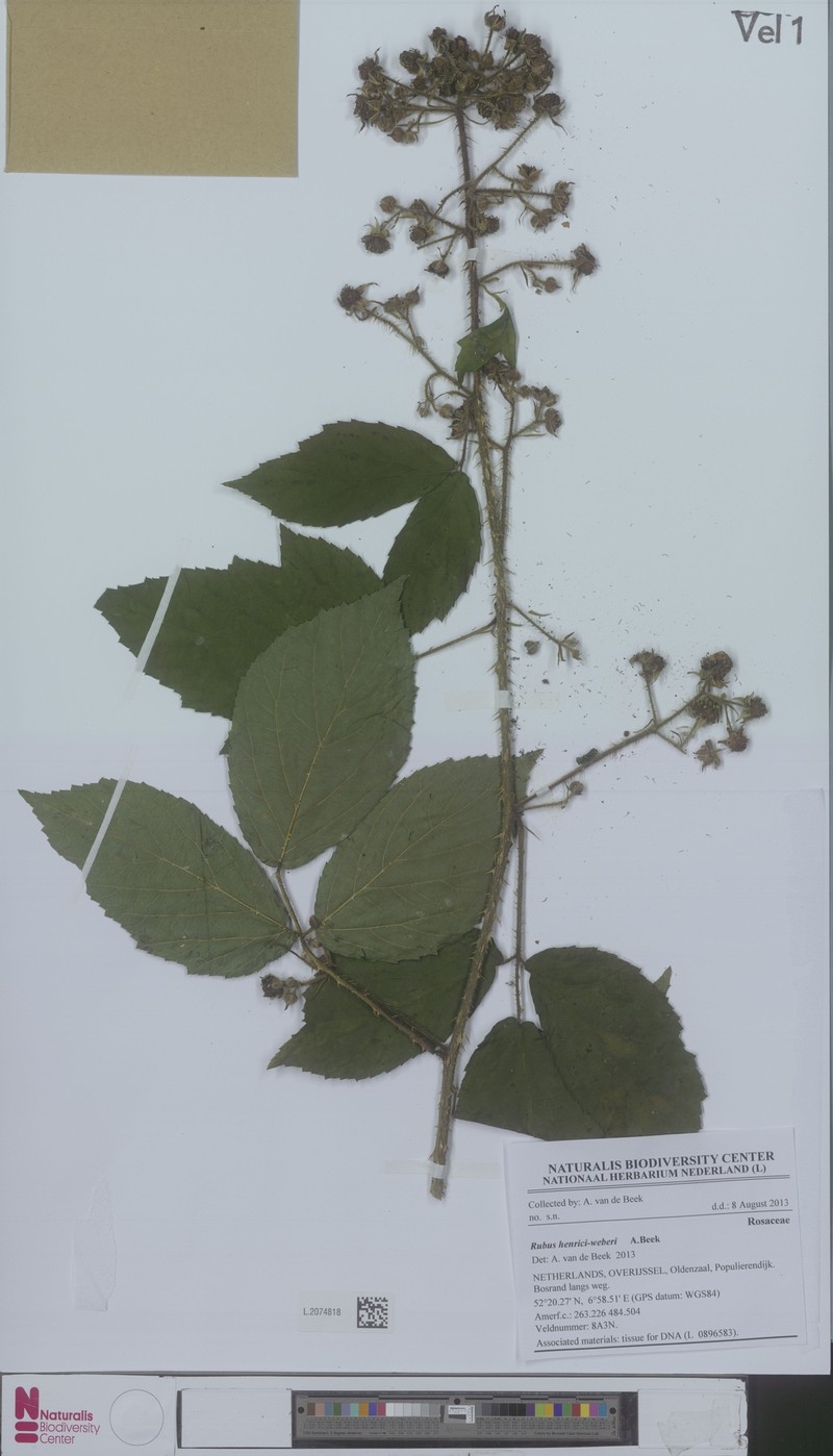 Rubus henrici-weberi photo 2