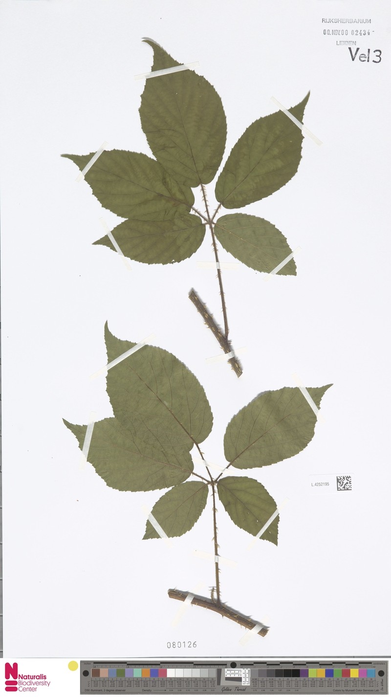 Rubus henrici-weberi photo 3