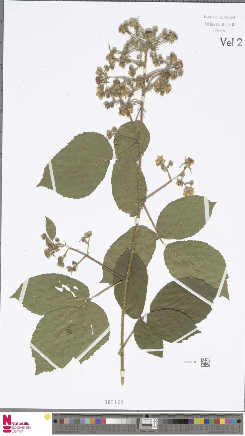 Rubus henrici-weberi photo 4