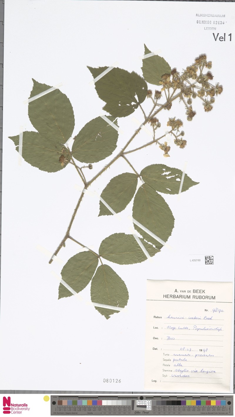 Rubus henrici-weberi photo 5