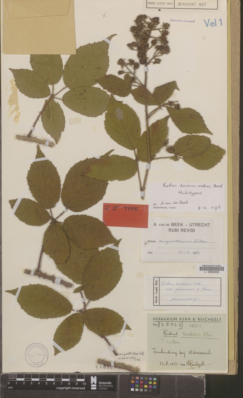 Rubus henrici-weberi photo 6