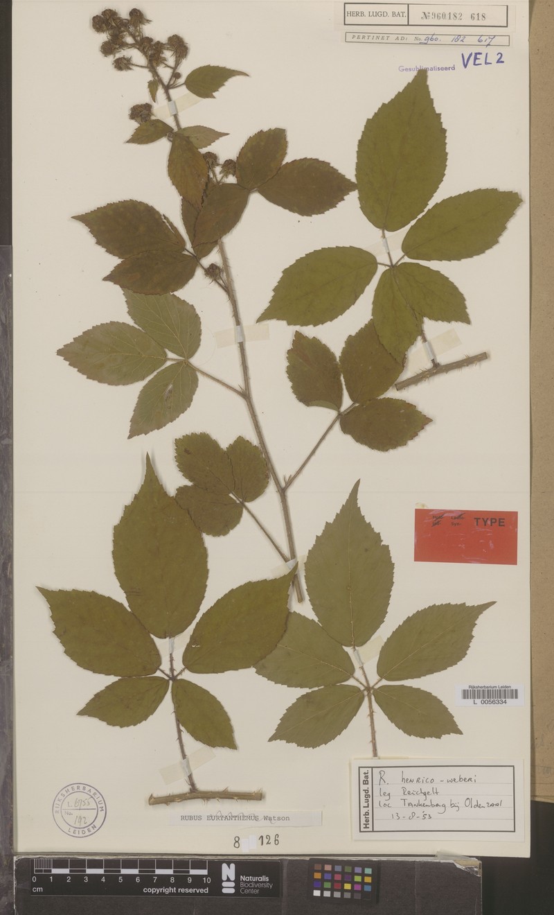 Rubus henrici-weberi photo 7