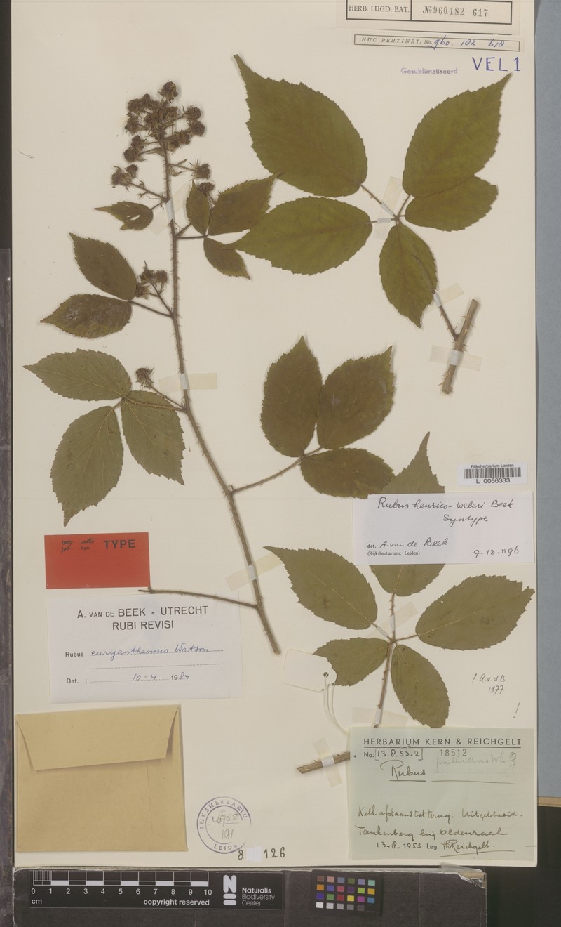 Rubus henrici-weberi photo 8