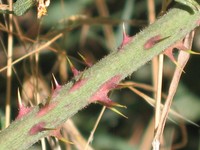 Rubus henriquesii