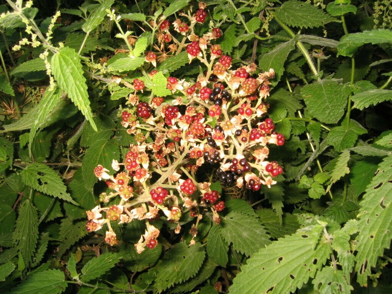 Rubus henriquesii photo 2