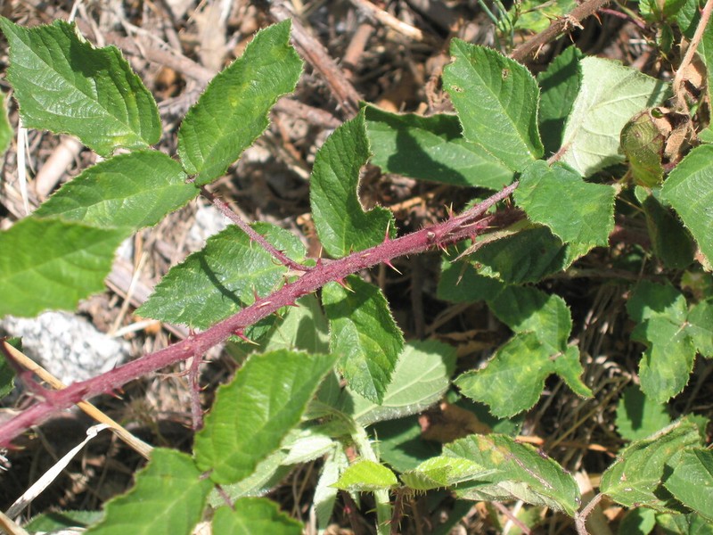 Rubus henriquesii photo 3
