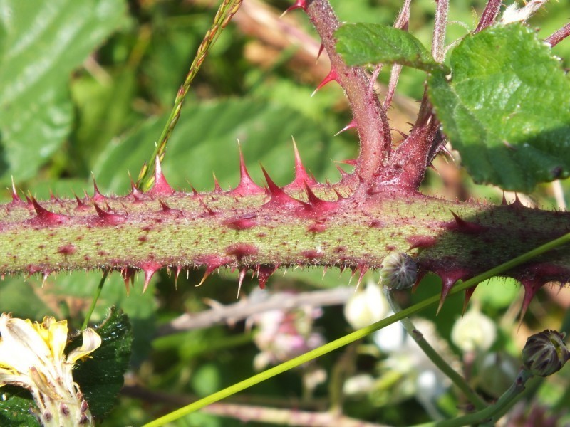 Rubus henriquesii photo 4