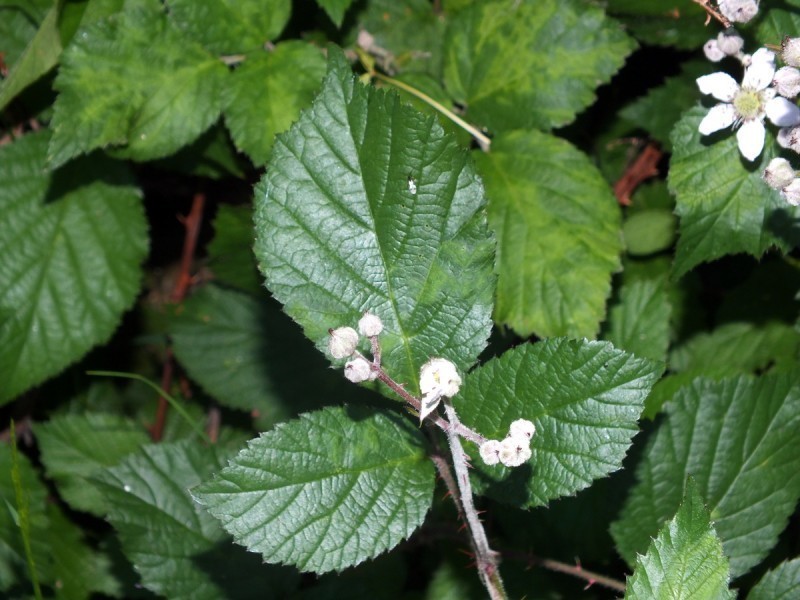 Rubus henriquesii photo 5
