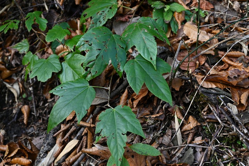 Rubus henryi photo 2