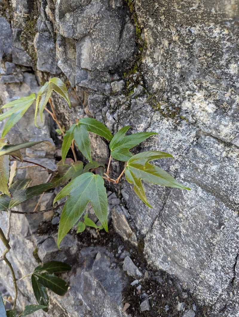 Rubus henryi photo 3