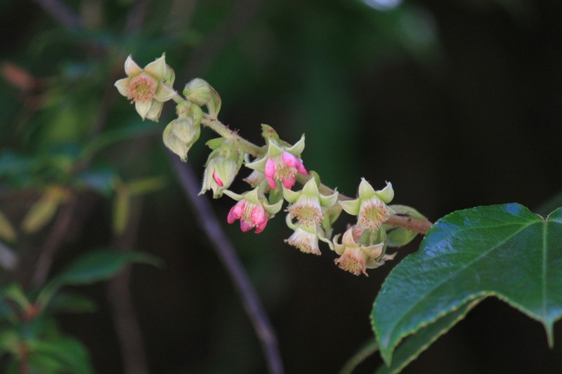 Rubus henryi photo 4