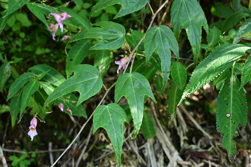Rubus henryi photo 5