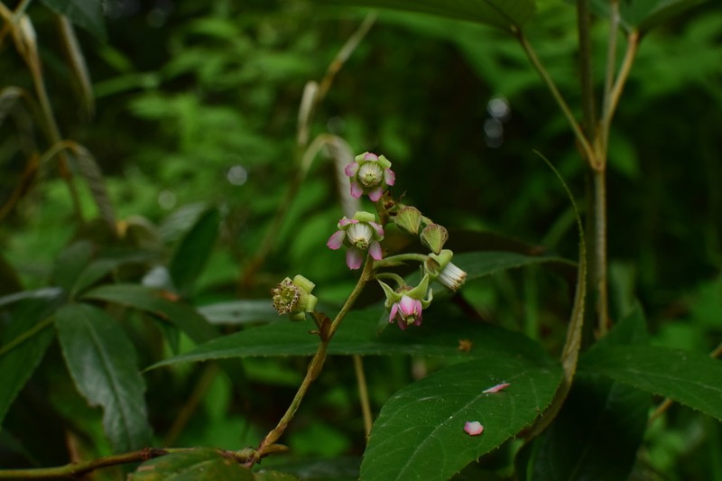 Rubus henryi photo 6