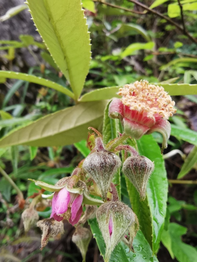 Rubus henryi photo 7