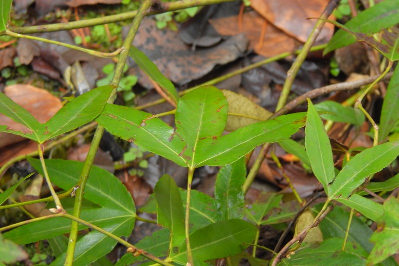 Rubus henryi photo 8