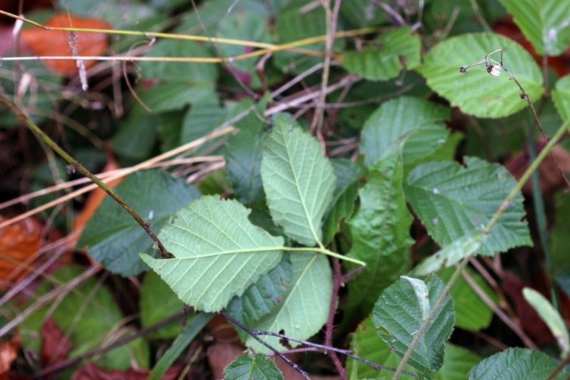 Rubus hercynicus