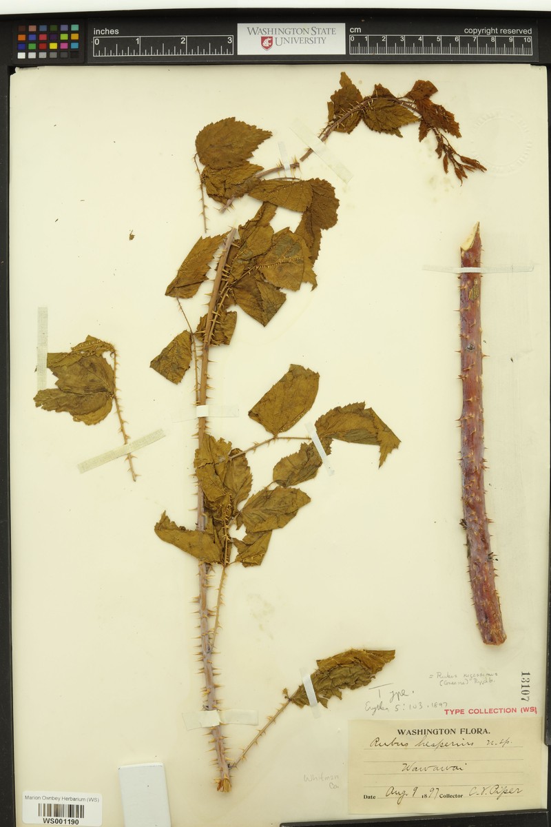 Rubus hesperius