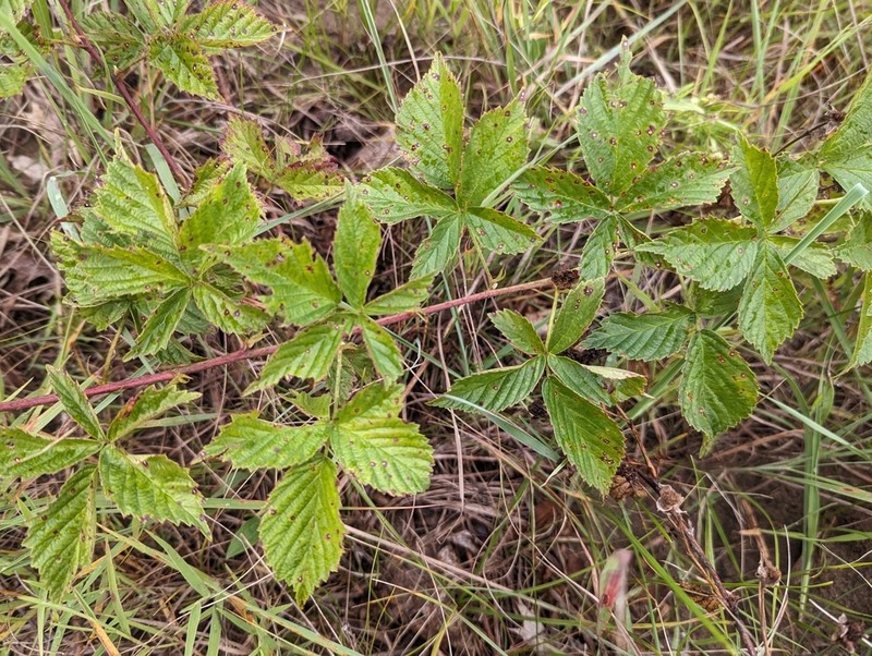 Ecotone Blackberry