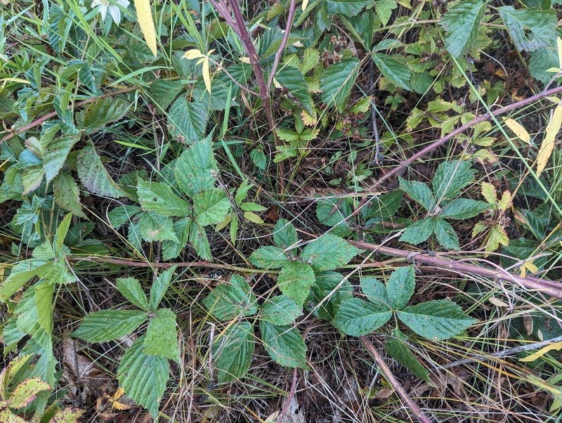 Ecotone Blackberry photo 2