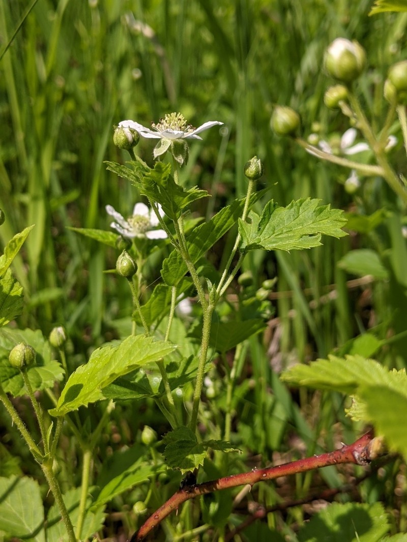Ecotone Blackberry photo 4