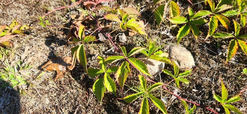 Ecotone Blackberry photo 5