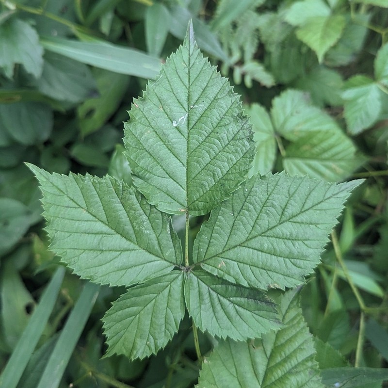 Ecotone Blackberry photo 7
