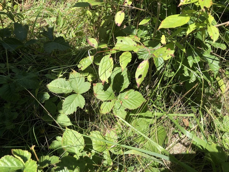 Ecotone Blackberry photo 8