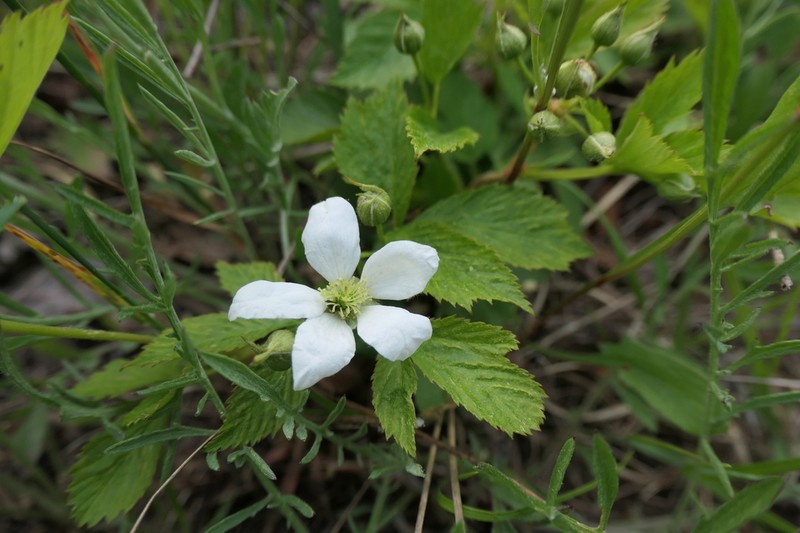 Plaitleaf Dewberry photo 3