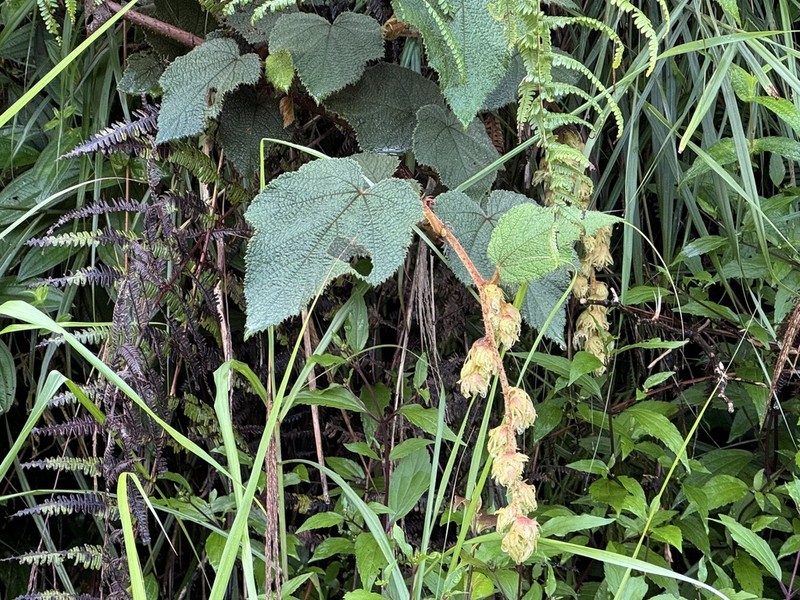 Rubus heterosepalus