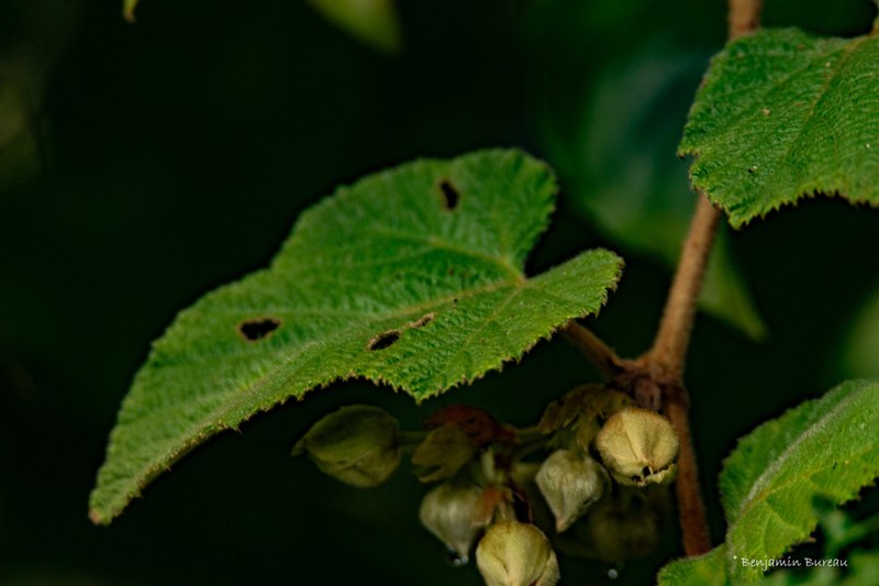 Rubus heterosepalus photo 2