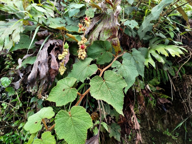 Rubus heterosepalus photo 3