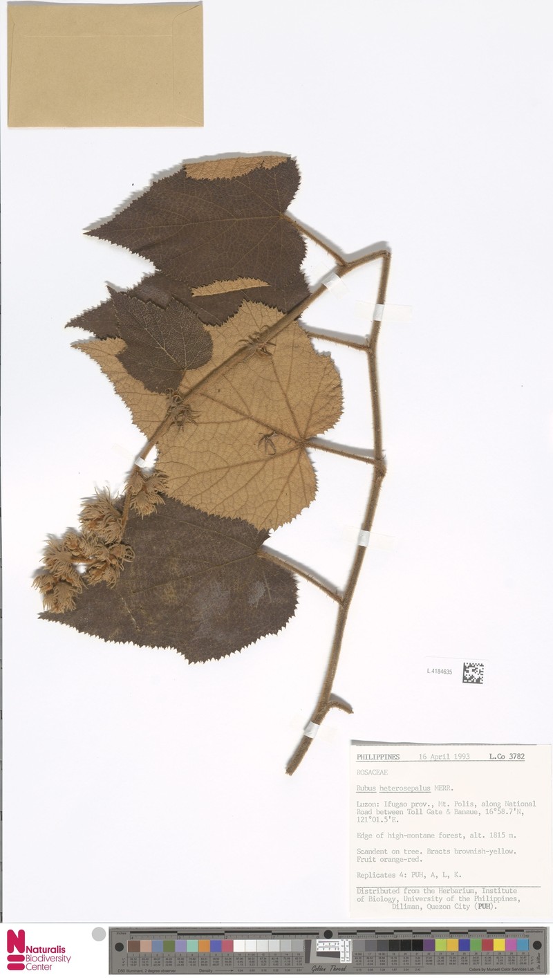 Rubus heterosepalus photo 4
