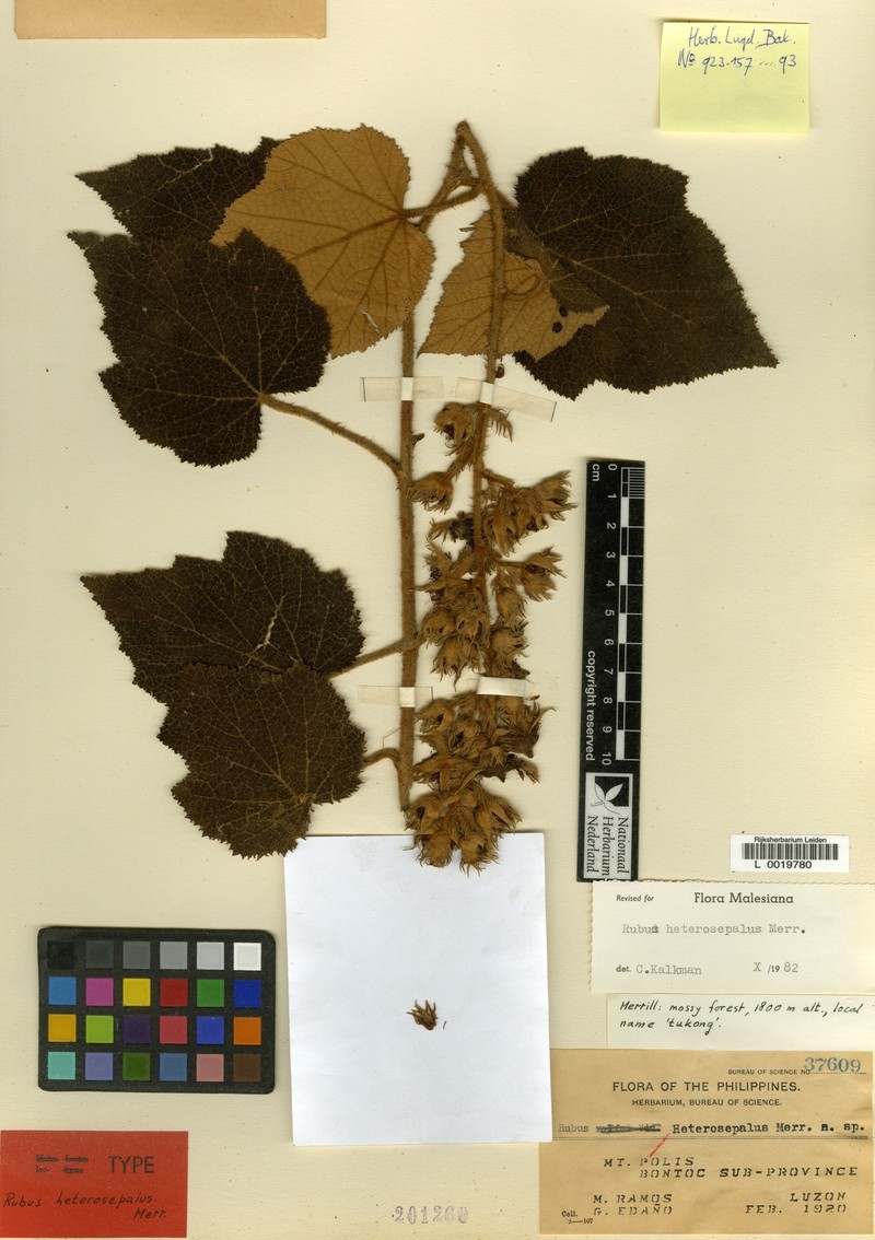 Rubus heterosepalus photo 5