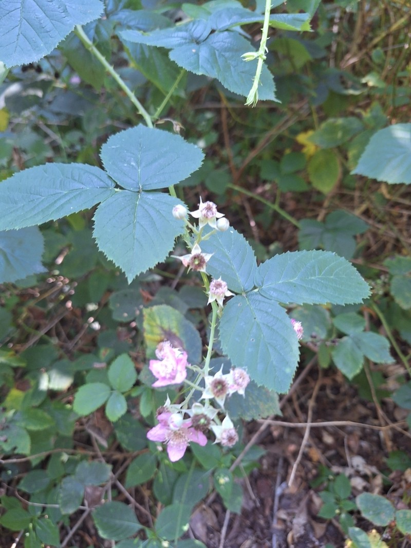 Rubus hevellicus photo 2