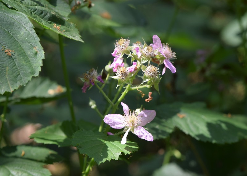 Rubus hevellicus