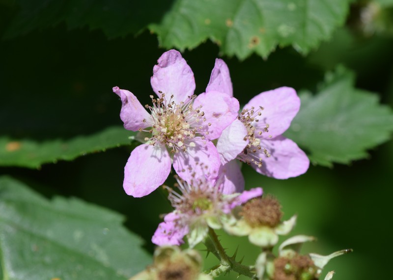 Rubus hevellicus photo 3