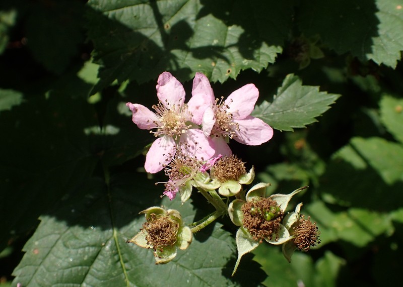 Rubus hevellicus photo 4