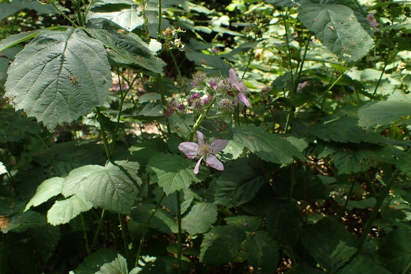 Rubus hevellicus photo 5
