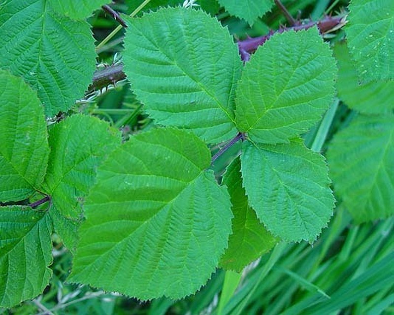 Rubus hindii