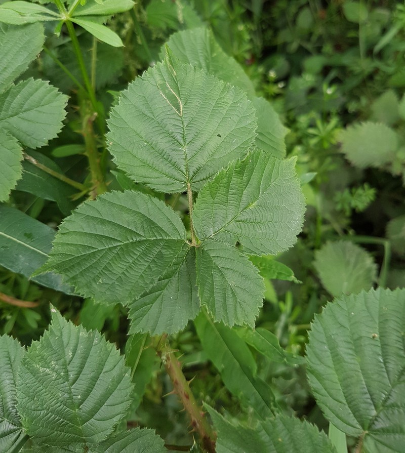 Rubus hindii photo 2
