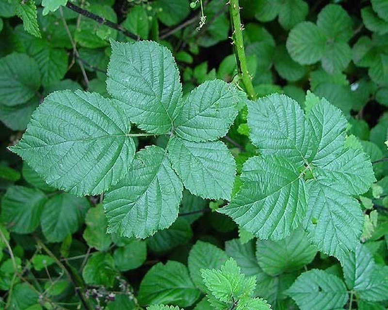 Rubus hindii photo 3